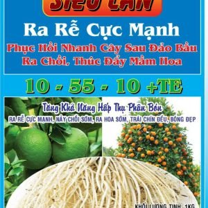 SIÊU LÂN - RA RỄ CỰC MẠNH
